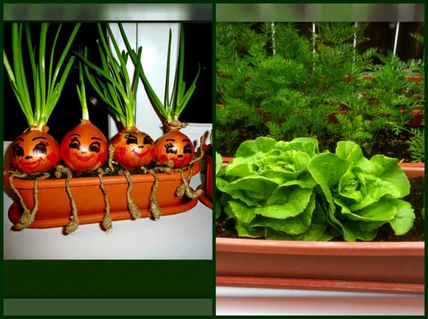 Ako pestovať "zelený" záhrady na parapete, takže môžete hodovať na vitamínových bylín, bez opustil domov