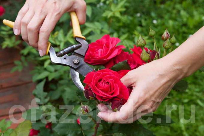 Prerezávanie ruže. Ilustrácie pre článok je určený pre štandardné licencie © ofazende.ru