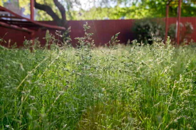 Aký zvoliť trávu pre výsadbu trávnik: prehľad stupňov prvotriednych, fotky