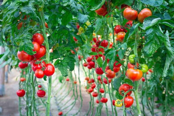 Zrelých paradajok. Ilustrácie pre článok je určený pre štandardné licencie © ofazende.ru