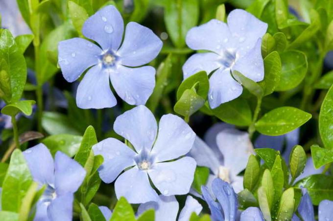 Plazivý byliny vo vašej záhrade: tipy pre záhradníkov
