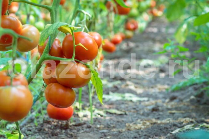 Medzi najčastejšie druhy zrelých paradajok
