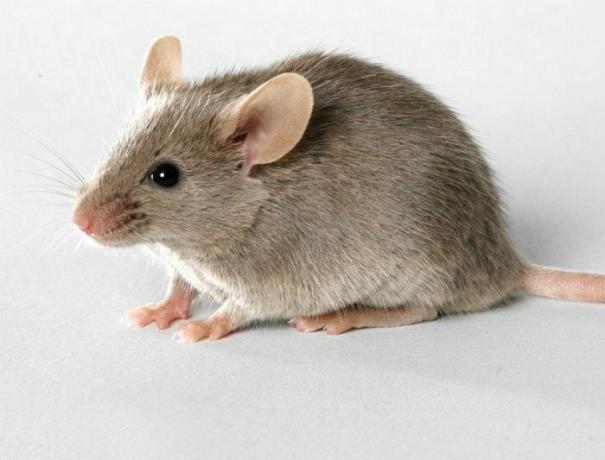 Neočakávané a efektívny spôsob, ako sa zbaviť myší v dome