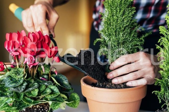 Starostlivosť o rastliny. Ilustrácie pre článok je určený pre štandardné licencie © ofazende.ru