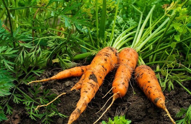 Tipy na pestovanie a skladovanie mrkvy