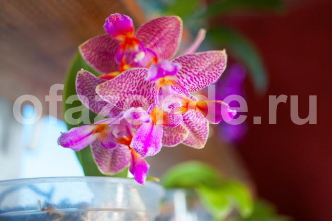 Pestovanie orchideí. Ilustrácie pre článok je určený pre štandardné licencie © ofazende.ru