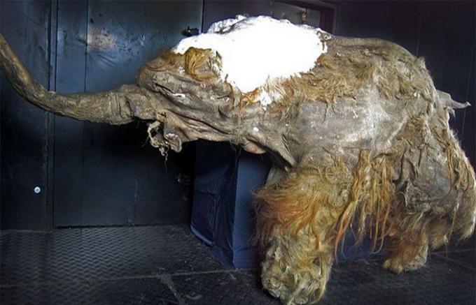 Múmia mamuta.
