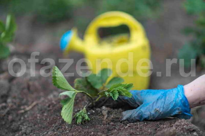 Pestovanie jahôd. Ilustrácie pre článok je určený pre štandardné licencie © ofazende.ru