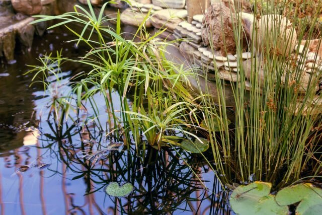 Záhradné jazierko - prírodné zrkadlo. Ilustrácie pre tento článok je prevzatý z verejných zdrojov