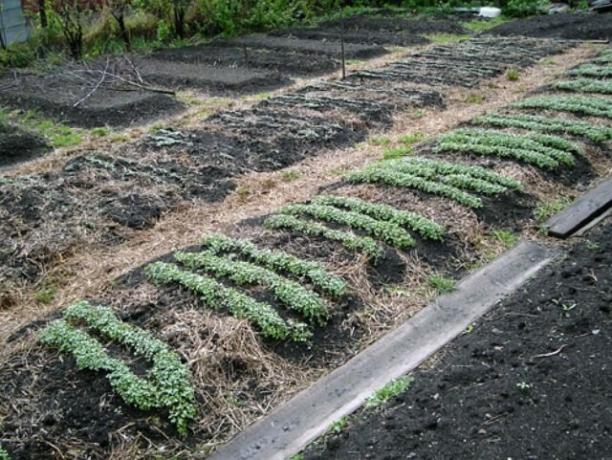 Na zelené hnojenie je rovnako dôležité pripraviť pôdu