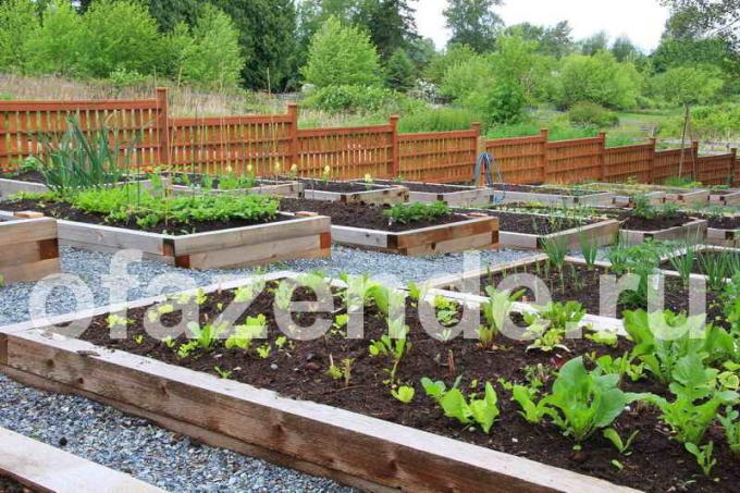Kontajner záhrada s vlastnými rukami: Tipy záhradkári
