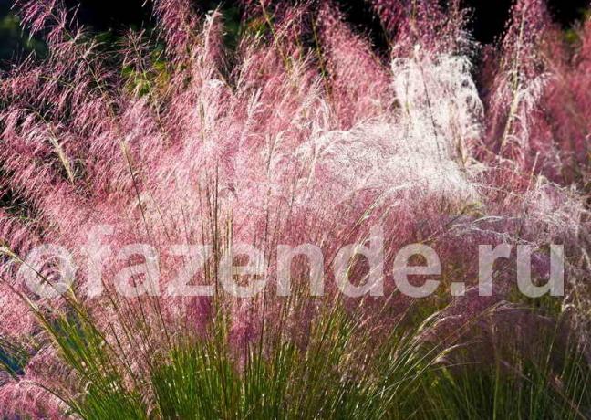 Okrasné trávy vo vašej záhrade: tipy na záhradkárov