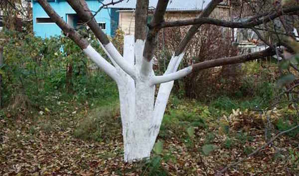 Postup, ktorý pomáha ovocné stromy ľahšie prežiť zimu