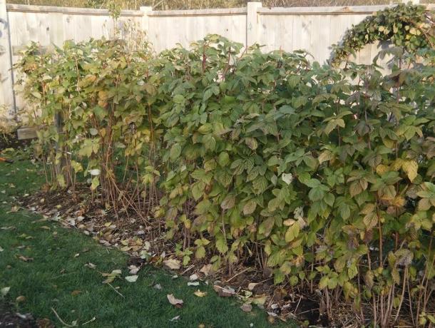 Účinný prostriedok proti kašľu, ktoré možno nájsť na jeseň vo svojej záhrade