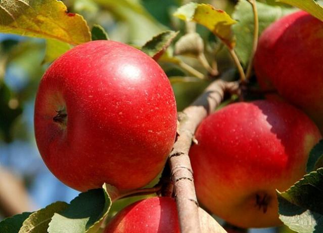 Pestovanie jabĺk. Ilustrácie pre článok je určený pre štandardné licencie © ofazende.ru