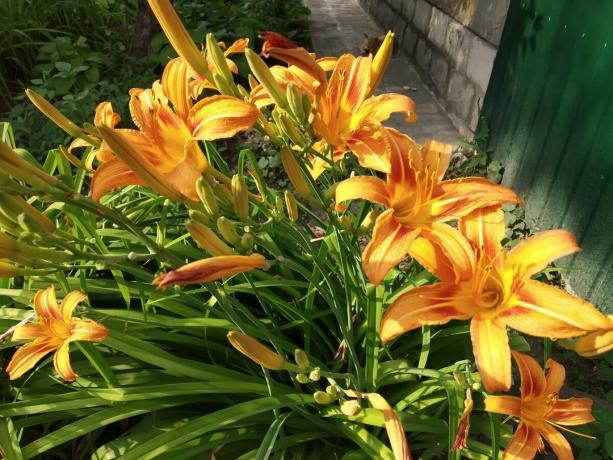 daylilies