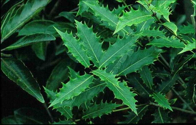 Hard tmavo zelené lesklé podlhovasté ostro zúbkované listy