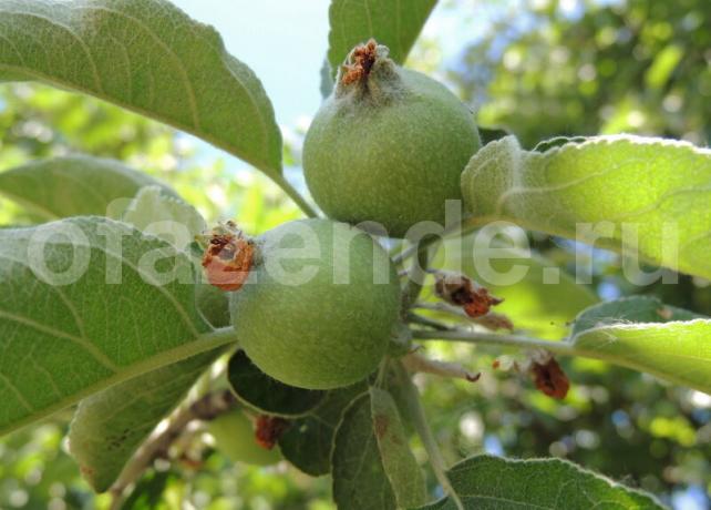 Vaječníkov jablká na vetve. Ilustrácie pre článok je určený pre štandardné licencie © ofazende.ru