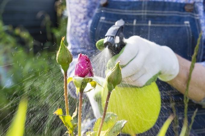 6 chýb v ich letnom aplikácii chata pesticídov