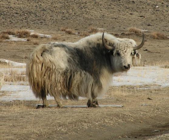 Ako sa stravovali mongolskí Tatári: čo nevieme