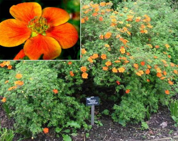 Kompaktné malé listnaté Bush s oranžovými kvetmi