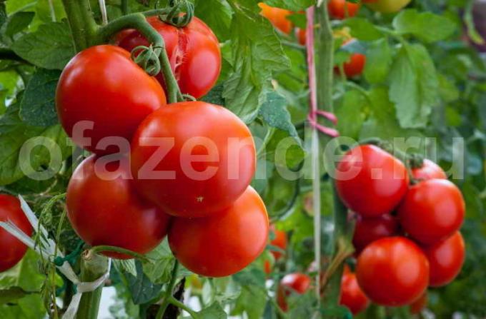 Zrelých paradajok. Ilustrácie pre článok je určený pre štandardné licencie © ofazende.ru