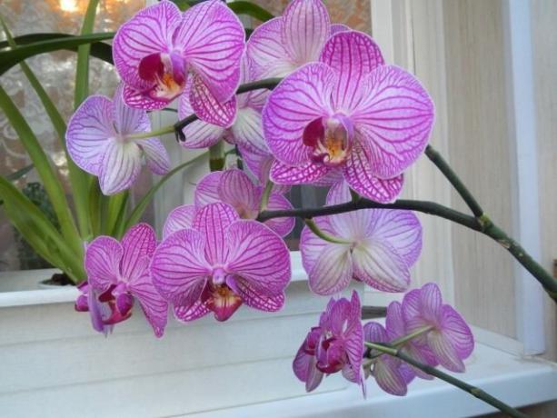 Čo robiť s stopky orchideí po odkvitnutí na ďalší prichádzajú rýchlejšie
