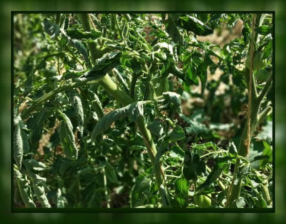 V paradajkovej leaf curl 🍃 Neprepadajte panike! 🍃 Čo robiť: Poradenstvo skúseného záhradníka.